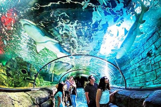 Sea Life Sydney Aquarium
