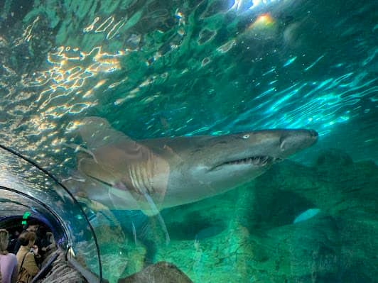 SEA LIFE Sydney Aquarium photo 3