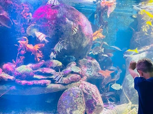 SEA LIFE Sydney Aquarium photo 5