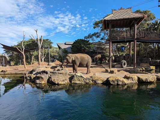 Taronga Zoo Sydney photo 4