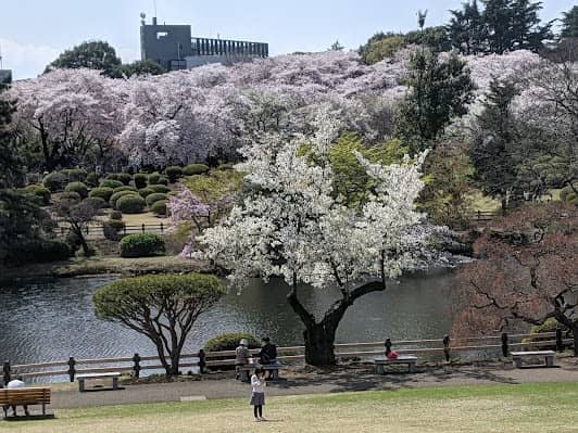 Shinjuku Gyoen National Garden photo 6