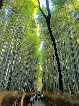 Arashiyama Bamboo Grove