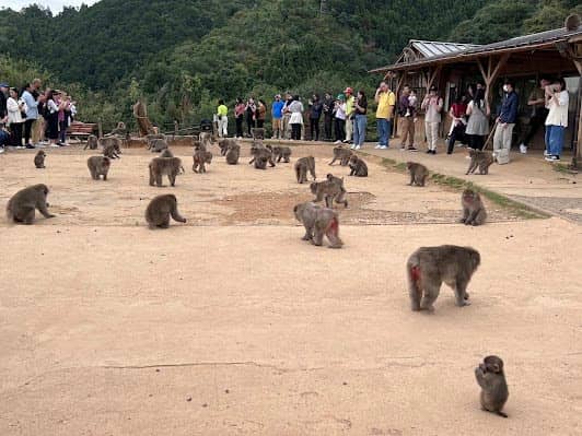 Arashiyama Monkey Park Iwatayama photo 2