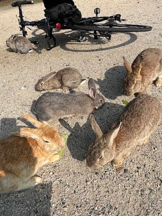 Okunoshima (Rabbit Island)
