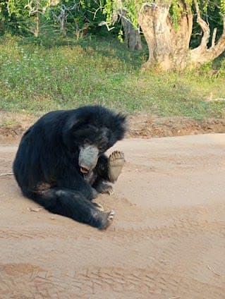 Yala Safaris Private tours