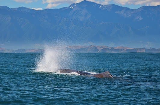 Whale Watch Kaikoura