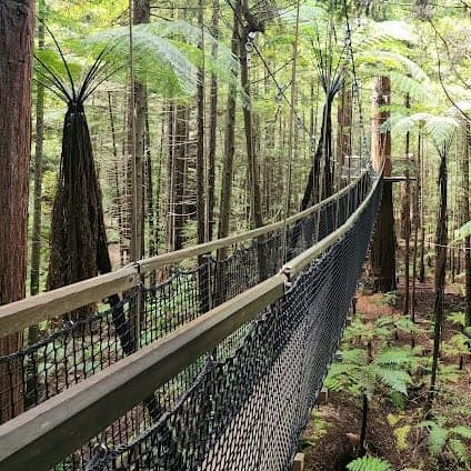 Redwoods - Whakarewarewa Forest