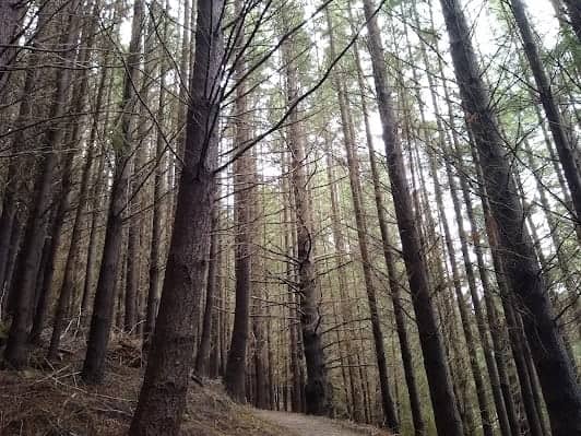 Queenstown Hill Walking Track photo 5