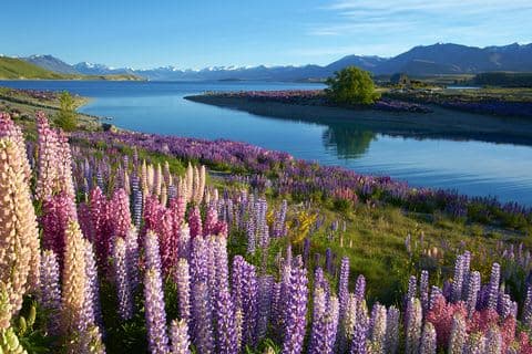 Lake Tekapo