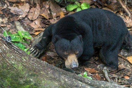 Bornean Sun Bear Conservation Centre