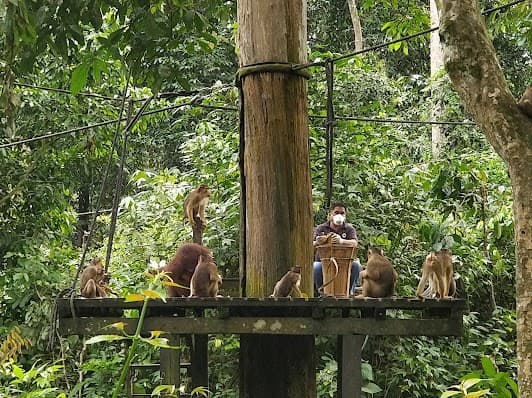 Kabili-Sepilok Forest Reserve
