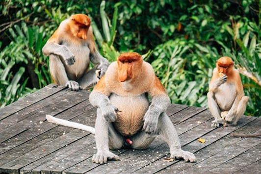 Labuk Bay Proboscis Monkey Sanctuary