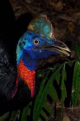 Port Moresby Nature Park photo 2