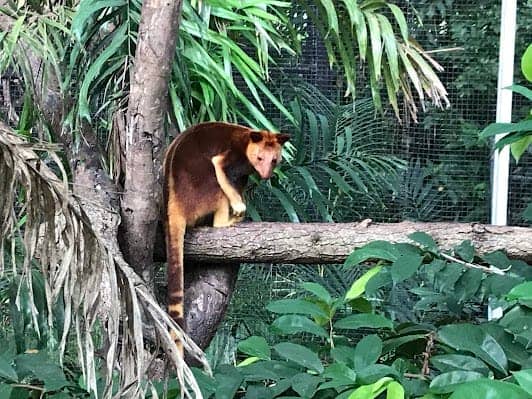 Port Moresby Nature Park photo 4