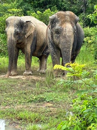 Kulen Elephant Forest