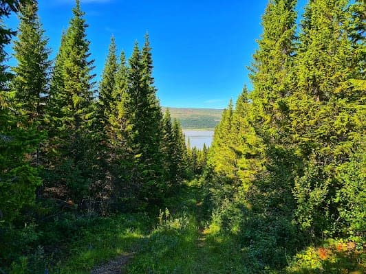 Hallormsstaðaskógur National Forest