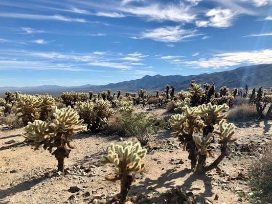 Cholla Cactus Garden