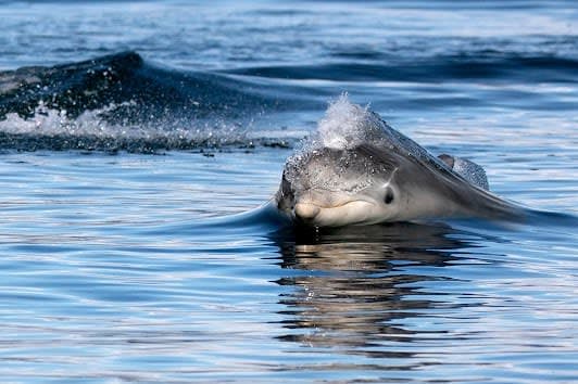 Moray Firth Dolphin Cruises