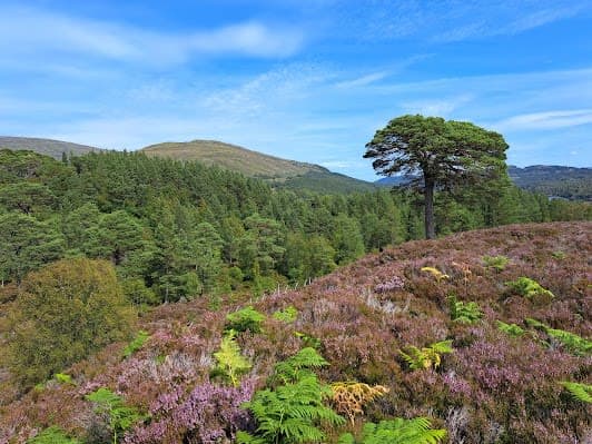 Glen Affric National Nature Reserve
