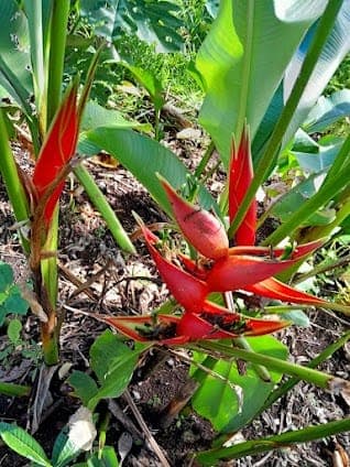Port Vila Botanical Gardens