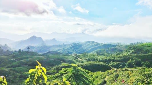 Malino Tea Plantation