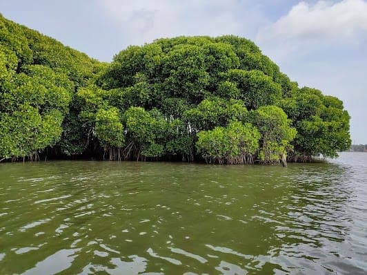 Mangrove Forest, Chettuva