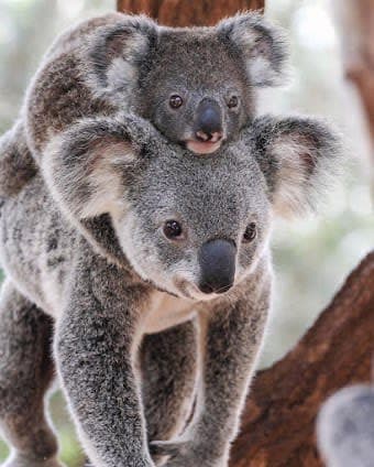Lone Pine Koala Sanctuary
