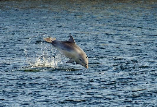 Adelaide Dolphin Sanctuary photo 6