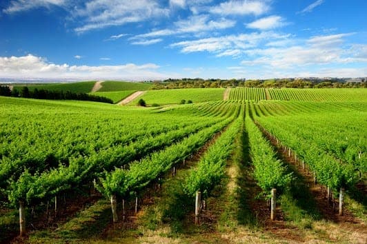 Barossa Valley