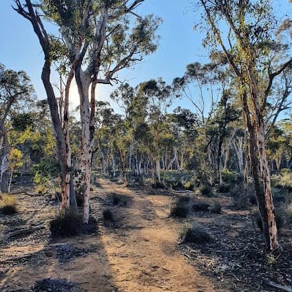 Dryandra Woodland