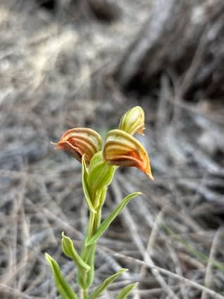 Macrocarpa Walk Trail
