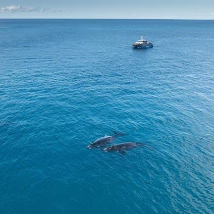 Whale Watching from Naturaliste Charters