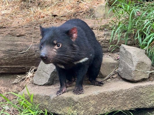Tasmanian Devil Unzoo