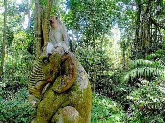 Sacred Monkey Forest Sanctuary photo 5