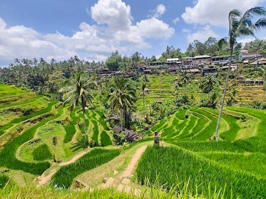 Tegallalang Rice Terrace