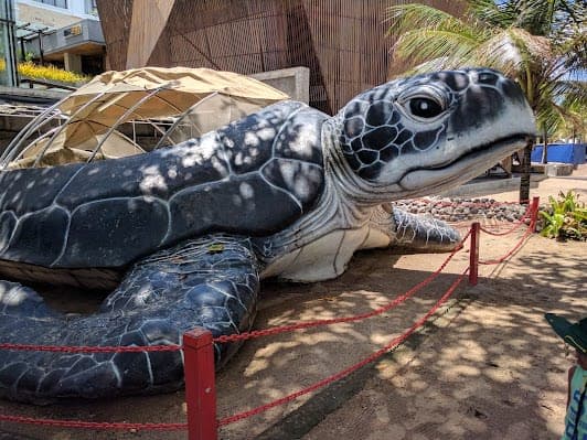 Bali Sea Turtle Society