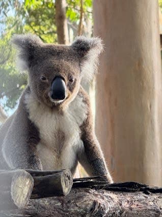 Koala Conservation Centre