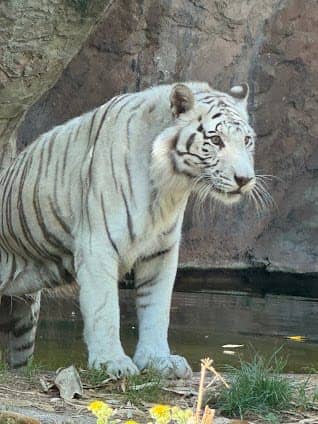 Bioparco di Roma photo 7
