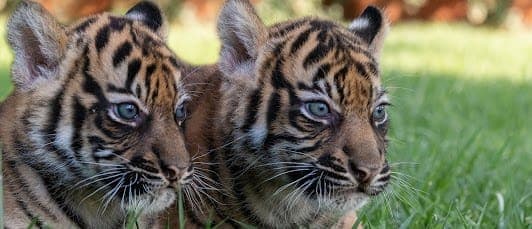 Attica Zoological Park