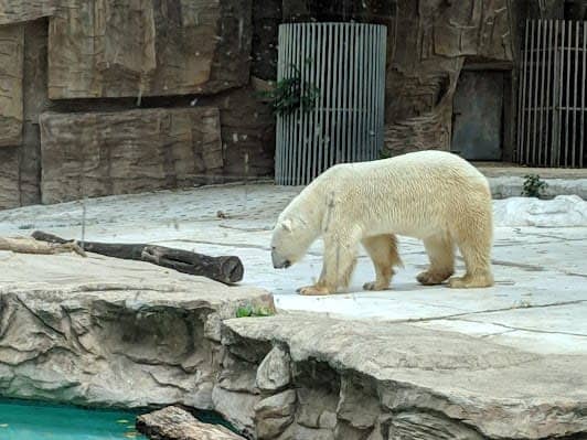 Beijing Zoo photo 4