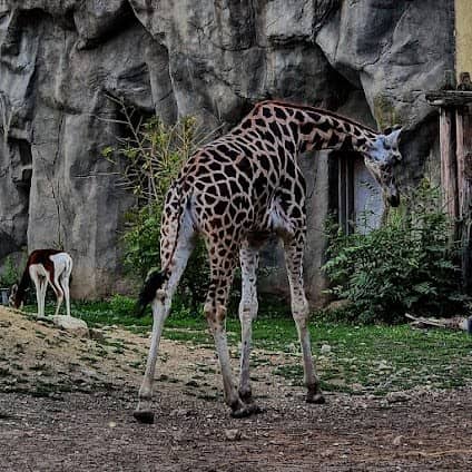 Budapest Zoo & Botanical Garden photo 4