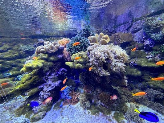 Tropicarium-Oceanarium Kft. photo 2