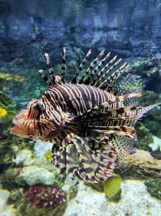 Tropicarium-Oceanarium Kft. photo 3