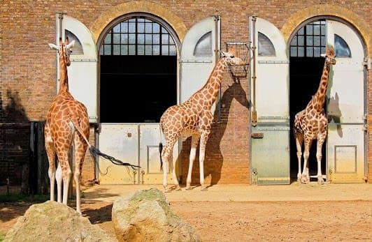 London Zoo