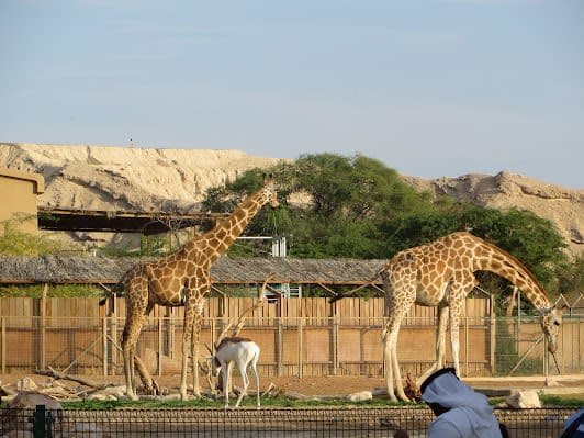 Al Ain Zoo