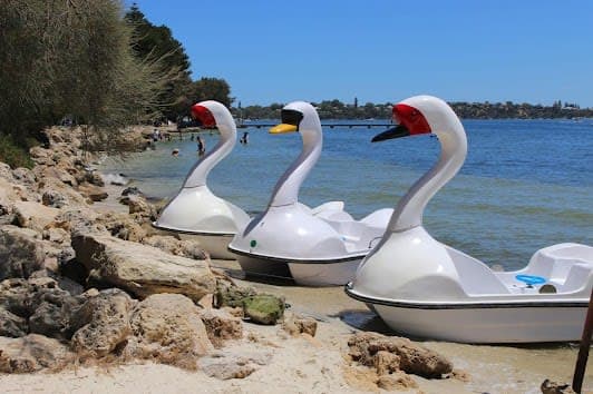 Swans on the Swan