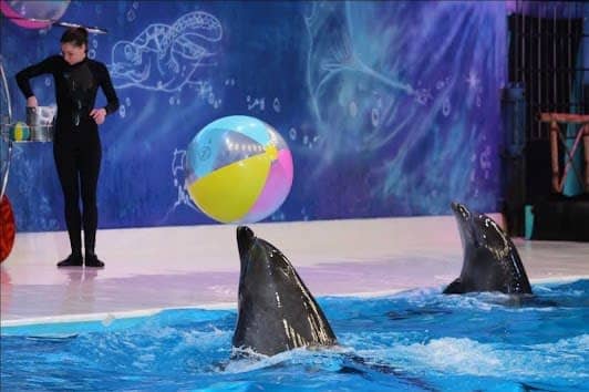 Dubai Dolphinarium photo 6