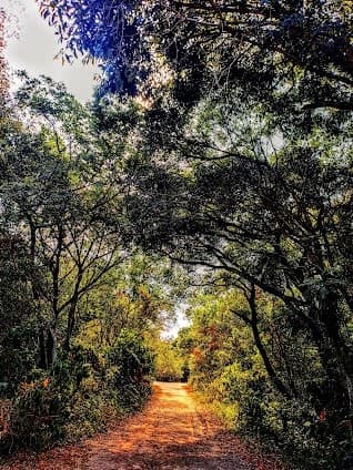 Bosque da Barra