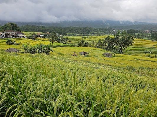 Subak Jatiluwih
