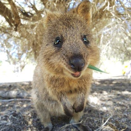 Rottnest Island